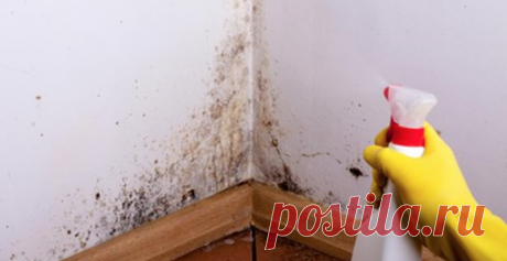 Просто распылите это средство в доме и забудете о плесени навсегда! Не игнорируйте плесень – она портит здоровье! Плесень опасна для здоровья.
Она не только ослабляет иммунную систему, дестабилизирует работу мозга и усугубляет болезни опорно-двигательного аппарата, но  может выступать галлюциногеном, способным довести до сумасшествия.



Бороться с плесенью можно не только с помощью химии. Предлагаем эколо