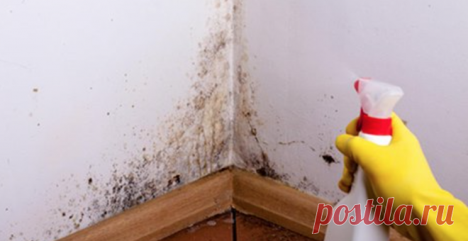 Просто распылите это средство в доме и забудете о плесени навсегда! Не игнорируйте плесень – она портит здоровье! Плесень опасна для здоровья.
Она не только ослабляет иммунную систему, дестабилизирует работу мозга и усугубляет болезни опорно-двигательного аппарата, но  может выступать галлюциногеном, способным довести до сумасшествия.



Бороться с плесенью можно не только с помощью химии. Предлагаем эколо