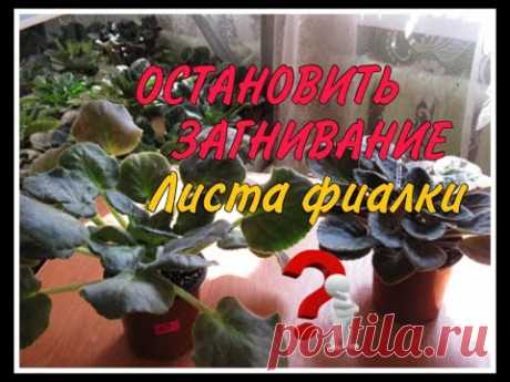 КАК ОСТАНОВИТЬ ГНИЕНИЕ НА ФИАЛКЕ.