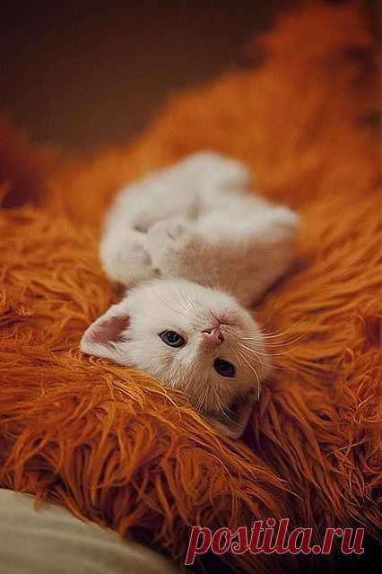 ..Pax.. | Flickr - Photo Sharing!