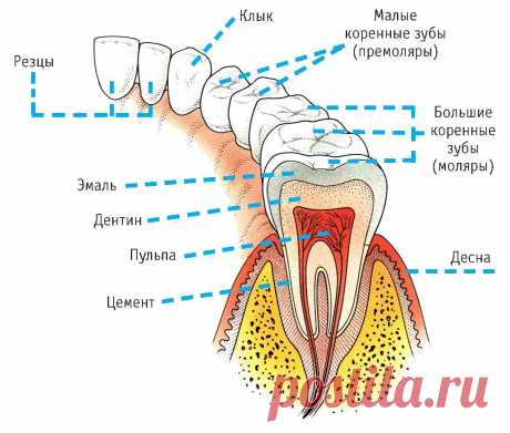 Дефекты зубов. Когда нужно устранять дефекты зубов?
