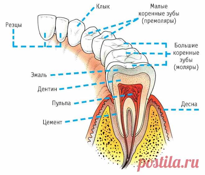 Дефекты зубов. Когда нужно устранять дефекты зубов?