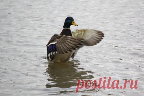 отряхивается