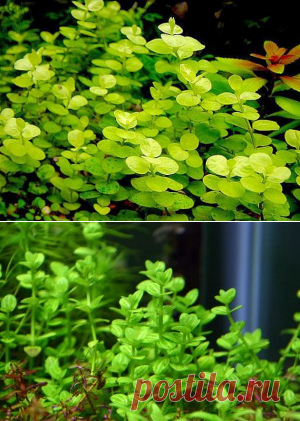 Якутка, вербейник, денежник, монетница (Lysimachia nummularia)-AKVARIYM - сайт об аквариумных рыбках и растениях