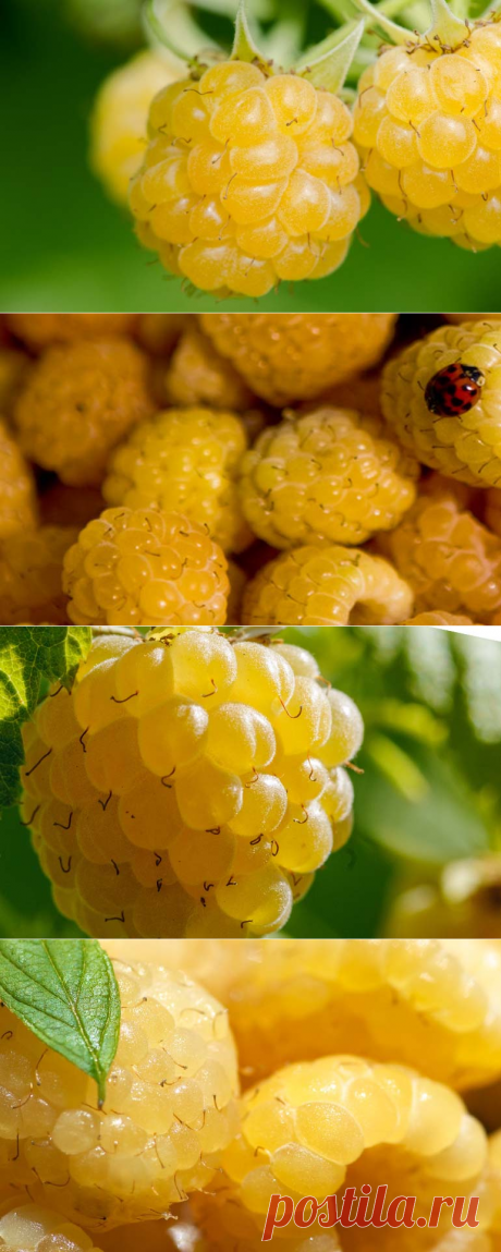 Желтая малина выращивание и уход дадут богатый урожай