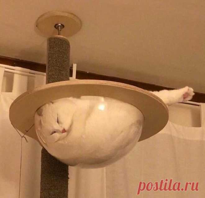 Очаровательные котики / Питомцы