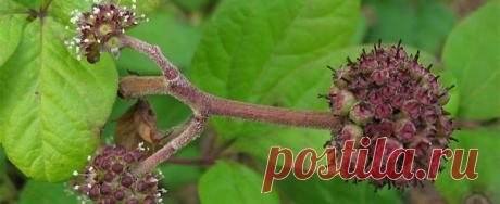 Элеутерококк – польза и полезные свойства | Народная медицина
Из-за схожести действий на организм человека с женьшенем, колючий кустарник элеутерококка иногда именуют «сибирским женьшенем».