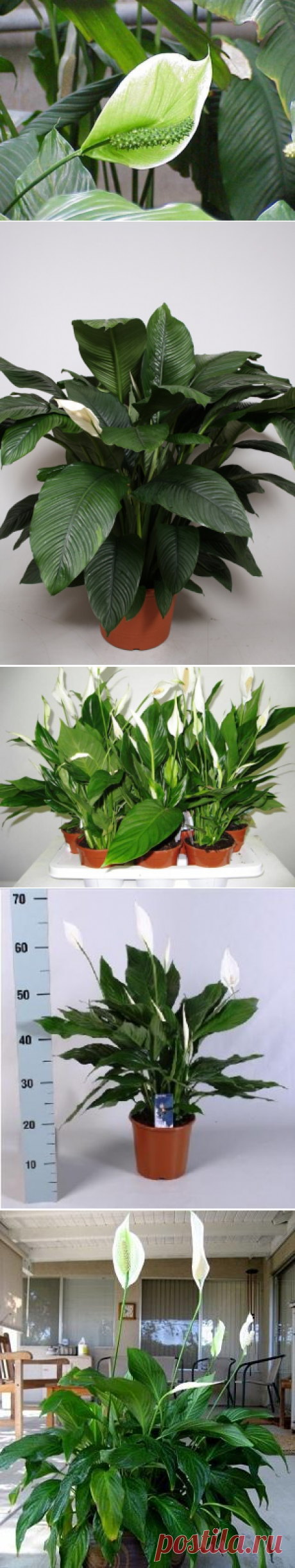 Как обеспечить хороший уход тенелюбивому спатифиллуму?