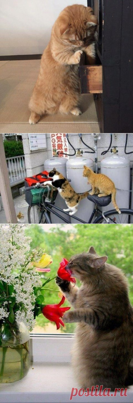 Смешные коты, которые поднимают настроение | Жизнь усатых и хвостатых | Яндекс Дзен