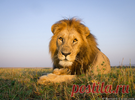 A handsome lion photographed with BeetleCam