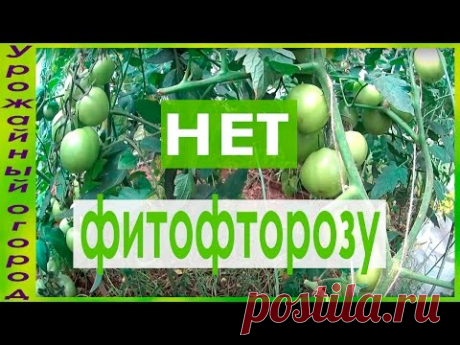 СУПЕР ЭФФЕКТИВНОЕ СРЕДСТВО ОТ ФИТОФТОРОЗА!!!