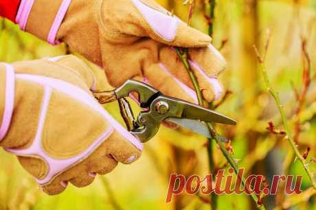 Как правильно укрыть розы на зиму – лучшие варианты зимнего укрытия | В цветнике (Огород.ru)