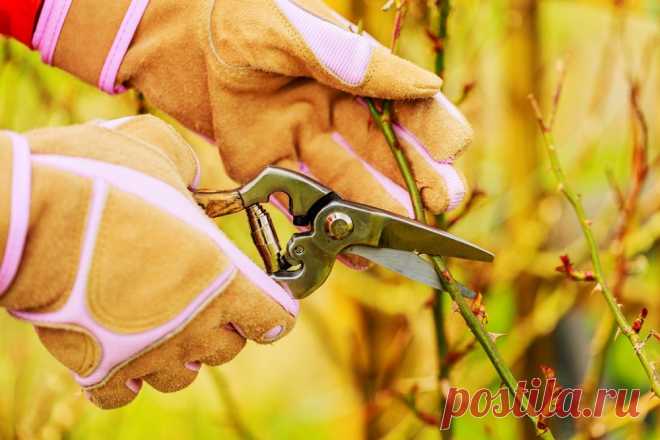 Как правильно укрыть розы на зиму – лучшие варианты зимнего укрытия | В цветнике (Огород.ru)