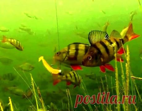 Джиг для начинающих – 2 базовых варианта проводки | Рыбалка для людей | Яндекс Дзен