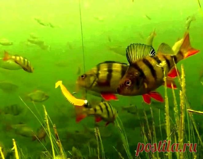 Джиг для начинающих – 2 базовых варианта проводки | Рыбалка для людей | Яндекс Дзен