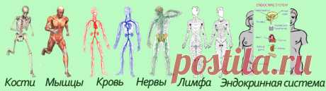 Анатомия человека