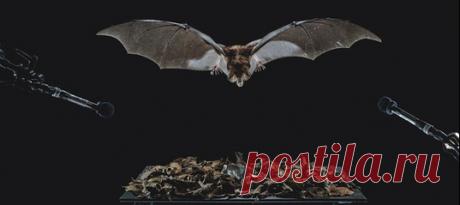 «Они свисают с холодного потолка древнего храма майя гроздьями: пушистые серые зверьки смотрят на нас, и их глаза отливают золотом в красном свете фонариков». Хотите узнать, как и чем живут рукокрылые лжевампиры, которые поселились в древнем храме Майя? Ученые тоже захотели – но разведали лишь некоторые из их тайн. #NGЛонгрид@natgeoru