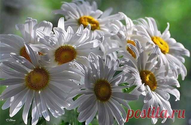 А ромашки глядят в неба высь...