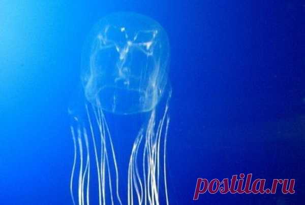 Кубомедузы убивают намного чаще, чем акулы — Интересные факты