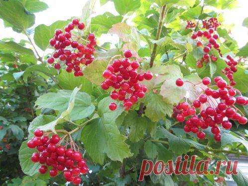 Традиции и приметы на 11 августа, день Калинника — Народные приметы