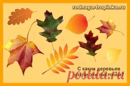 Деревья: картинки, сказки и развивающие задания для детей.