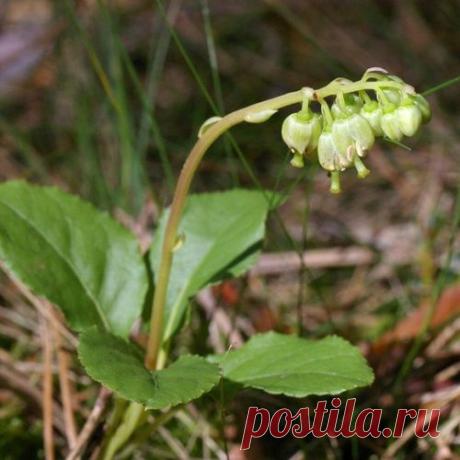 Чем полезна боровая матка при кисте яичника