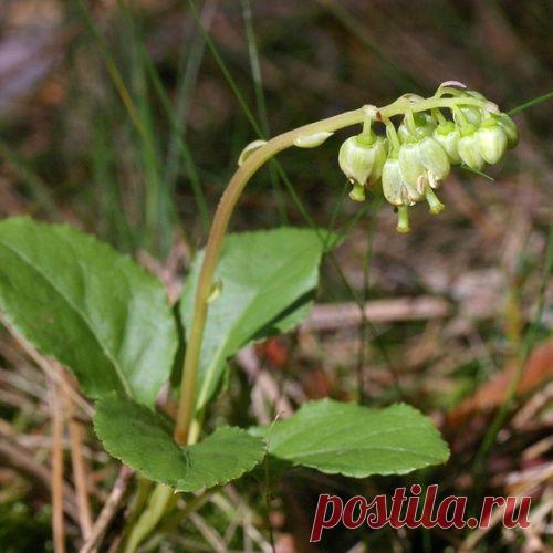 Чем полезна боровая матка при кисте яичника