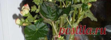 Как обрезать бегонию?