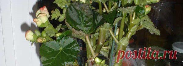 Как обрезать бегонию?