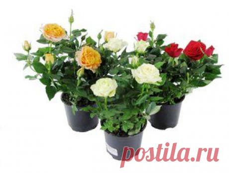 Комнатная роза: уход и выращивание | Наш дом