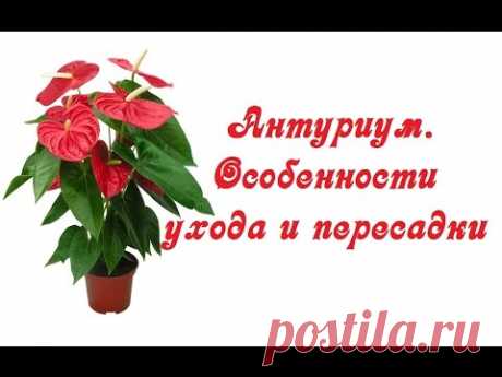 Антуриум. Особенности ухода и пересадки