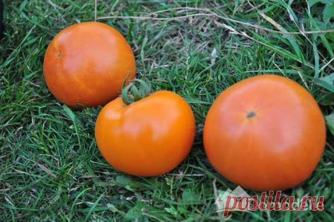 Андромеда томат отзывы Огород без хлопот - информационный сайт для дачников, садоводов и огородников.