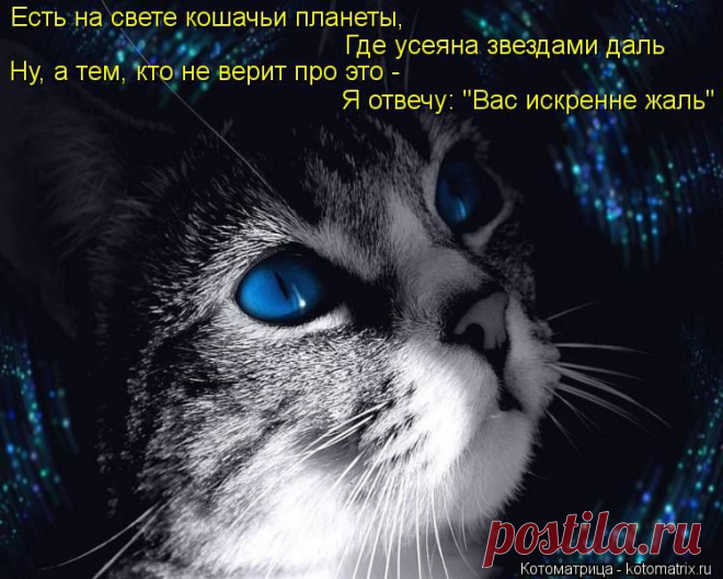 Котоматрица: Свежак