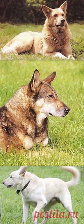 Соломенная собака | Породы собак | Животные и породы | Animal.ru