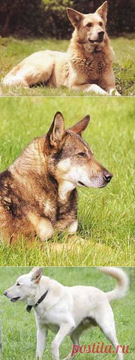 Соломенная собака | Породы собак | Животные и породы | Animal.ru