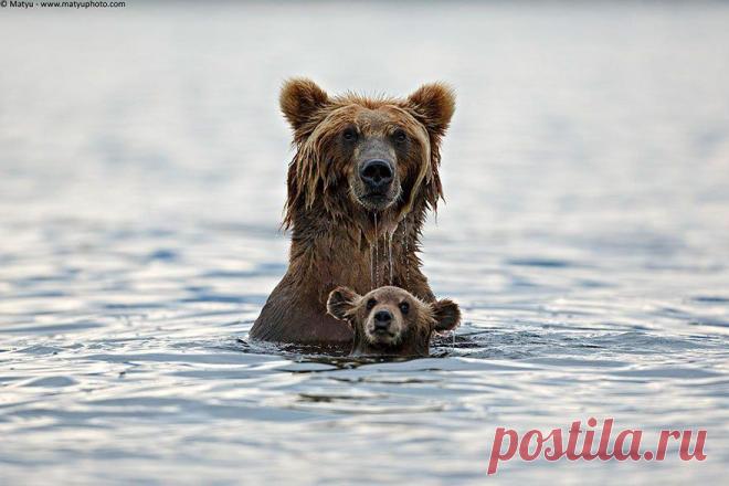25 милейших семейных сцен из жизни животных | Лучшие истории со всего мира