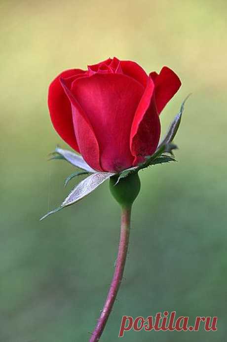 Red rose bud - perfect
от CynthyP   |   Pinterest • Всемирный каталог идей