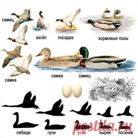 Водоплавающие для начинающих! Совет: Первой всегда летит утка, из пары бейте второго, это селезень!