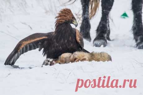 «Охота» Беркут и корсак. Автор фото из Казахстана – Maxim Rozhin: nat-geo.ru/community/user/43967