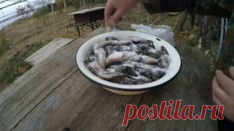 Смотреть видео как солить пелядь в домашних условиях бесплатно