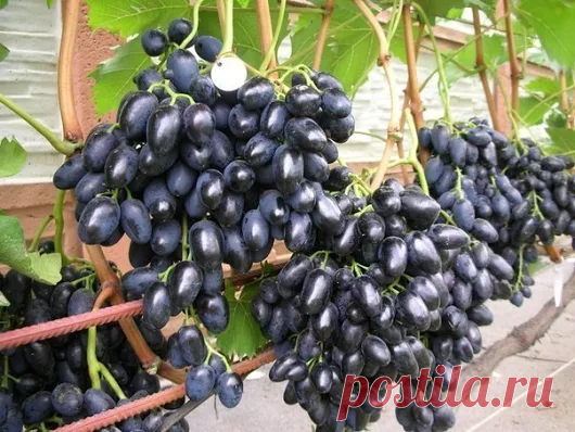 Лариса Решетникова - Google+