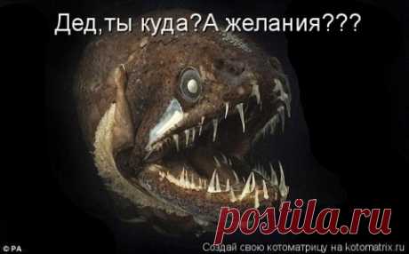 Весёлые картинки про зверей. Очень удачная подборка!