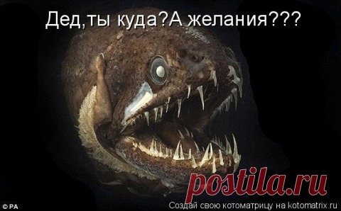 Весёлые картинки про зверей. Очень удачная подборка!