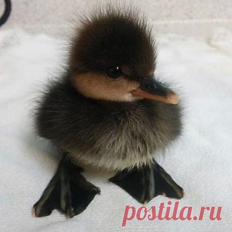 Photo by ducks lover🐥💕 on January 16, 2021.