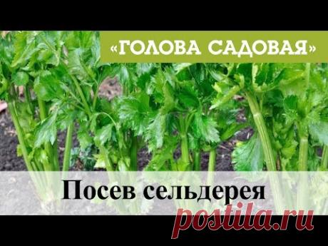 Голова садовая - Посев сельдерея