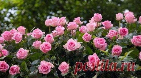 Правила посадки роз | Журнал "JK" Джей Кей
