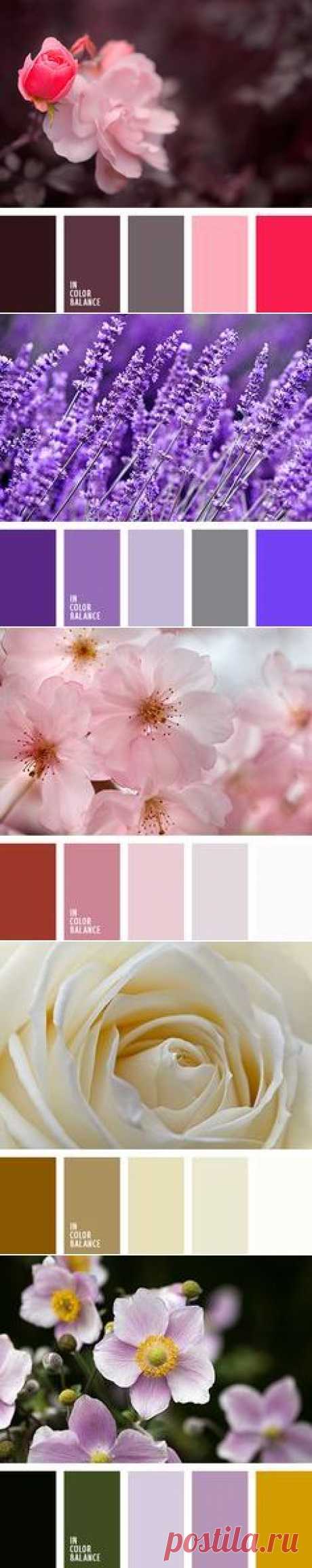 In Color Balance on Pinterest