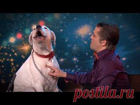 Собака, исполняющая хит Уитни Хьюстон – «I Will Always Love You» – Фитнес для мозга