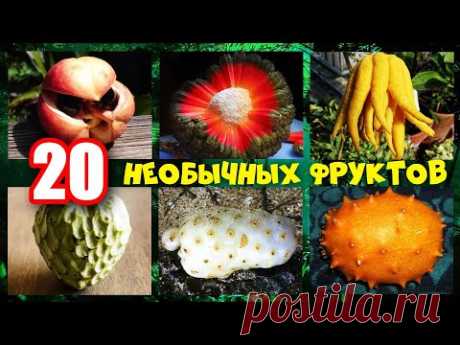Какие на вкус 20 самых необычных экзотических фруктов в мире