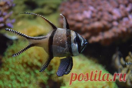 A small tropical fish (Banggai Cardinalfish) Acquario di Genova  Many thanks to everyone who will pass by visiting my shots. Comments are appreciated. You are welcome. Sergio  Nikon D5100 © Sergio Presbitero 2013, All Rights Reserved This work may not be copied, reproduced, republished, edited, downloaded, displayed, modified, transmitted, licensed, transferred, sold, distributed or uploaded in any way without my prior written permission.